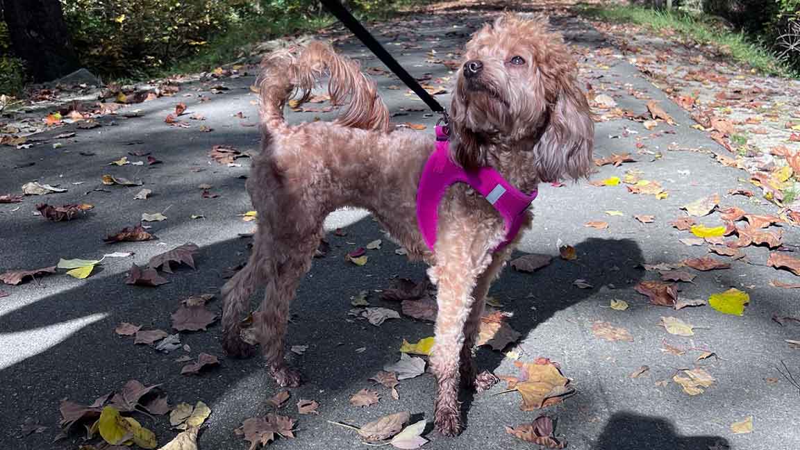 Dog at Jones Farm Puppies using natural heartworm medication