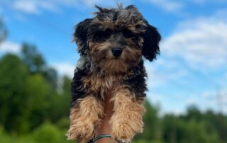 Phantom Cavapoo at Jones Farm Puppies