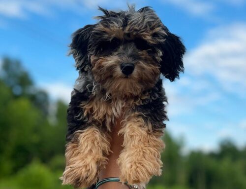 Phantom Cavapoo: A Unique and Elegant Coat Pattern