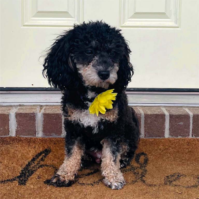 Phantom Cavapoo holding a yellow flower in its mouth