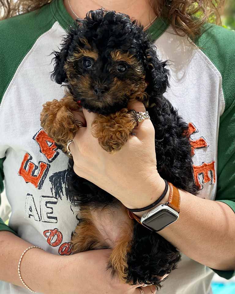 Phantom Cavapoo puppy being held in a woman's arms