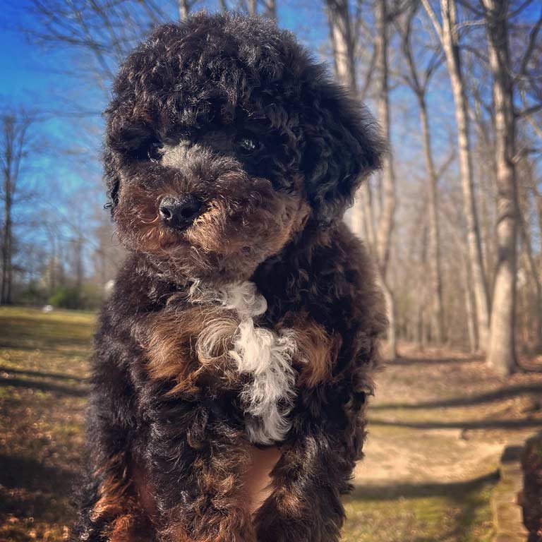 Phantom Cavapoo with the forest in the background