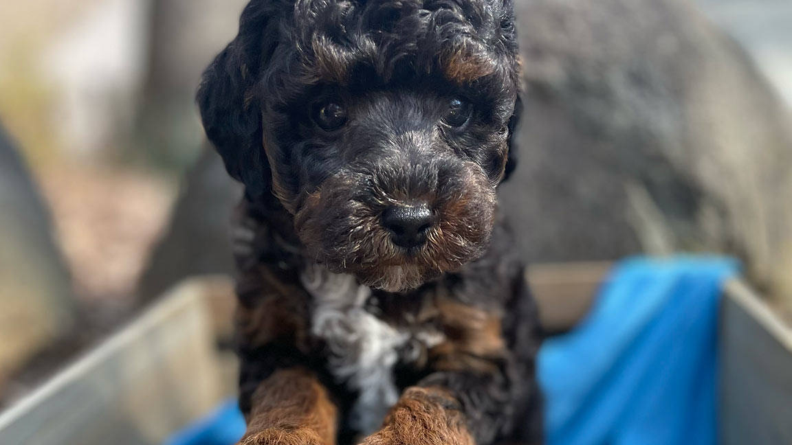 Phantom Cavapoo puppy sitting in a wooden box