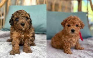 Cavapoo Puppies For Sale