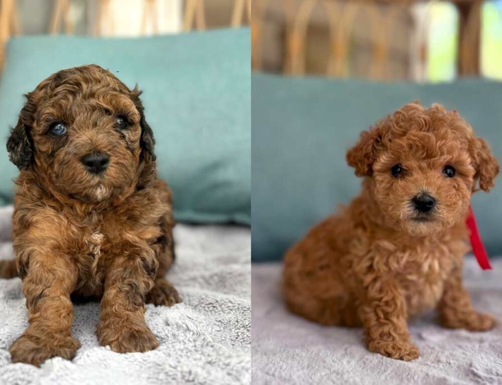 Cavapoo Generations: What Do F1, F1B, and F2 Mean?