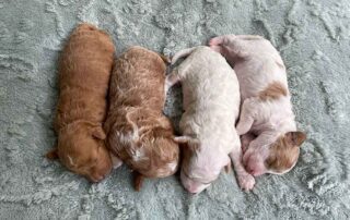 Four Cavapoo puppies sleeping together