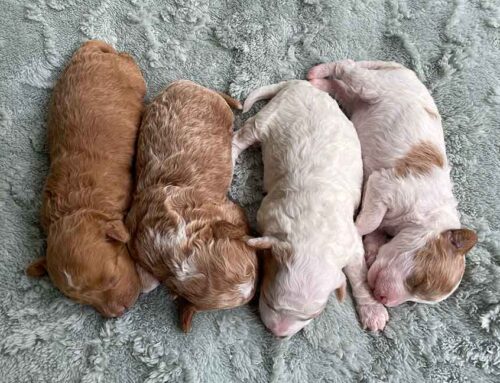 Cavapoo Puppies | Healthy, Happy, and Ethically Bred