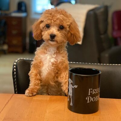 One of the Cavapoo puppies at Jones Farm Puppies standing with his paws on the table next to a black mug