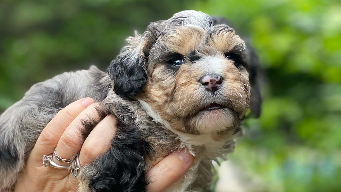 Merle Cavapoo puppy with a green background