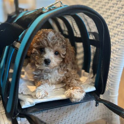 Cavapoo puppy in a dog carrier
