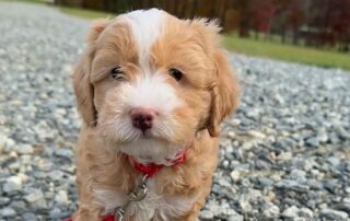Cavapoo puppy with a red collar