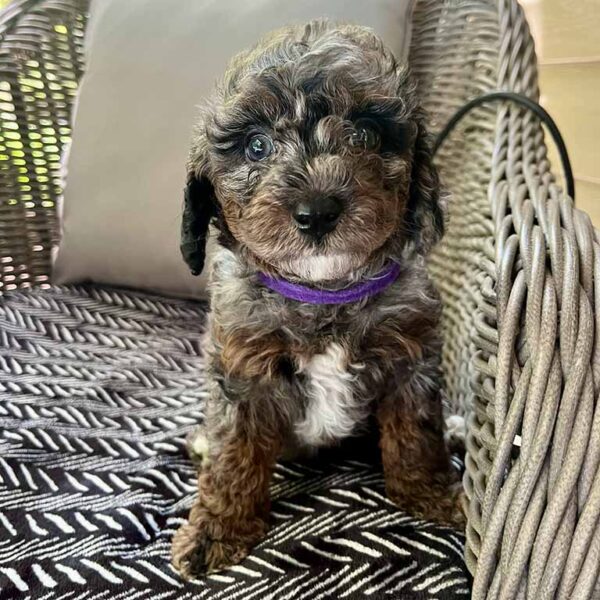Cavapoo puppy sitting on an outdoor chair