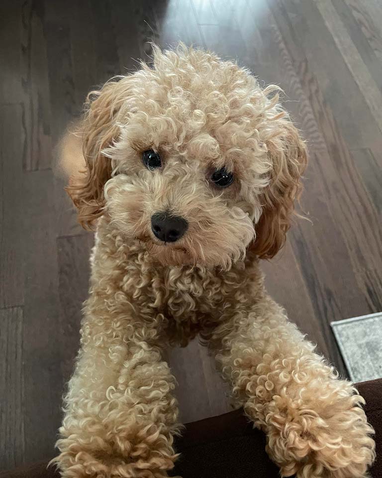 Choosing a Cavapoo Puppy: Your Guide to the Perfect Companion