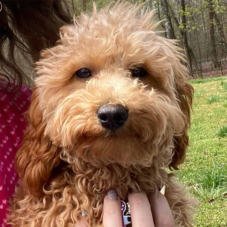 cavapoo puppies KS Close up picture of a beige Cavapoo dog
