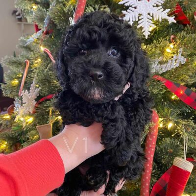 Cavapoo Puppies For Sale So cute