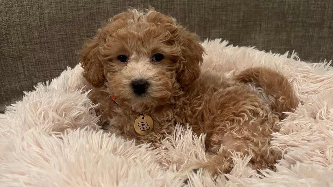 Cavapoo puppy for sale laying down in a dog bed