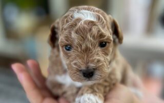 Cavapoo puppy being held in a hand