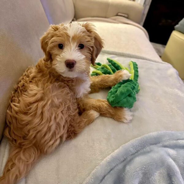 Cavapoo laying in a couch with a green toy