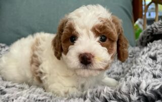 Cavapoo laying down on a gray blanket