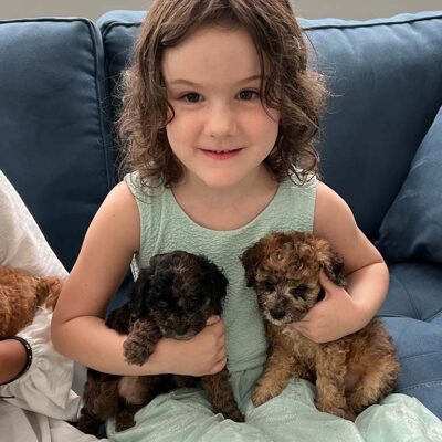 Young girl sitting down with two Cavapoos on her laps