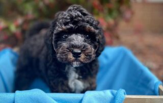 Black Cavapoo in a wood box with a blue cover