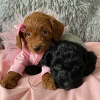 Two Cavapoos on a pink blanket