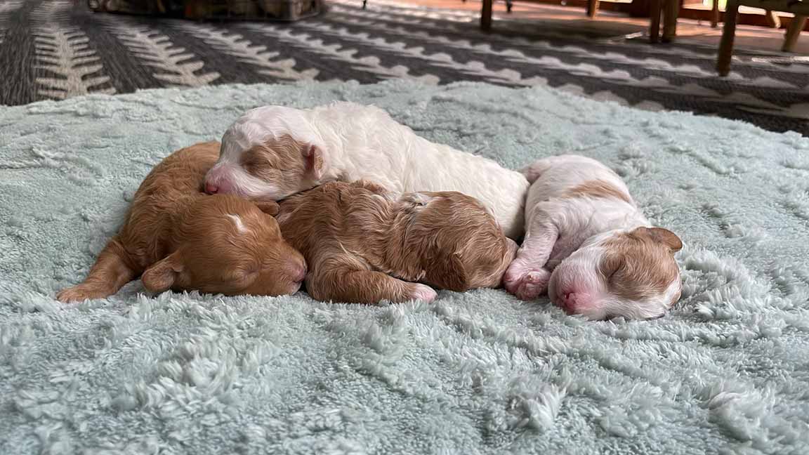 four Cavapoo puppies sleeping