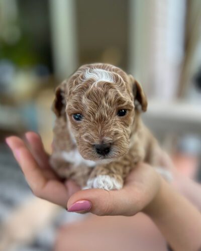 Young Cavapoo being held by owner, who knows how to crate train a Cavapoo