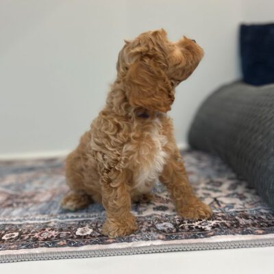 New owner learning how to crate train a Cavapoo with her new puppy