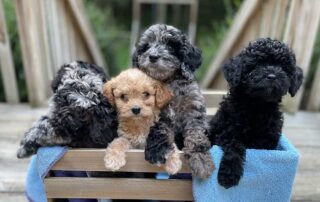 Four Cavapoo puppies sitting in a wooden box