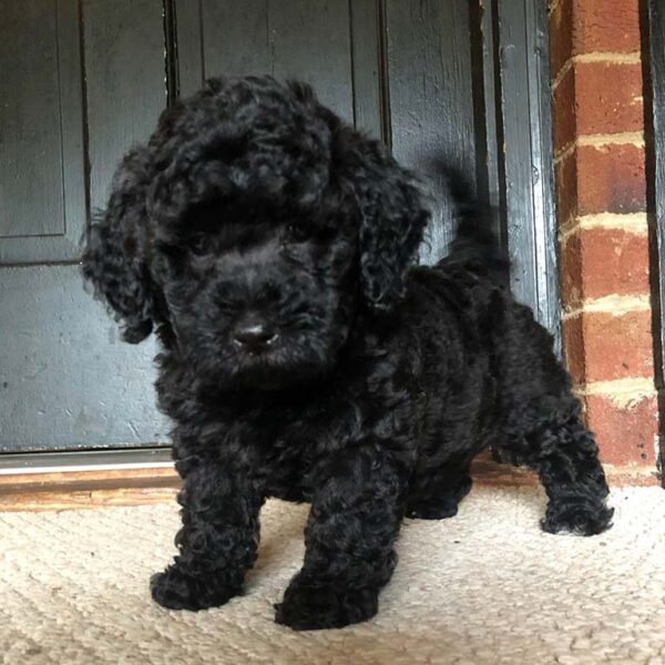 Black Cavapoo puppy