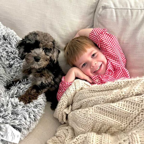 Young boy laying down in bed with a Cavapoo puppy