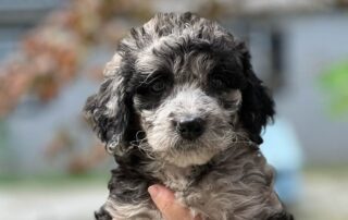 A Cavapoo, one of the small dogs that don't bark or shed