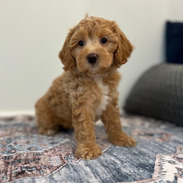 What Are the Best Small Dog Breeds That Don't Shed or Bark?