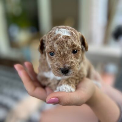 Small Cavapoo in a hand