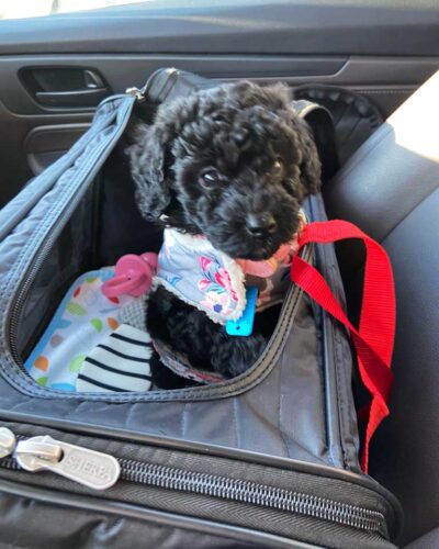 The right way of traveling with your Cavapoo in a car: Inside a dog carrier