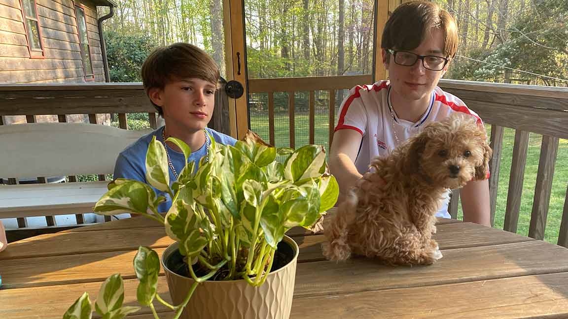 Two young boys petting a Cavapoo puppy