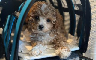 Cavapoo traveling in an appropriate dog carrier