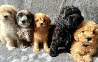 Five Cavapoo puppies with a grey background