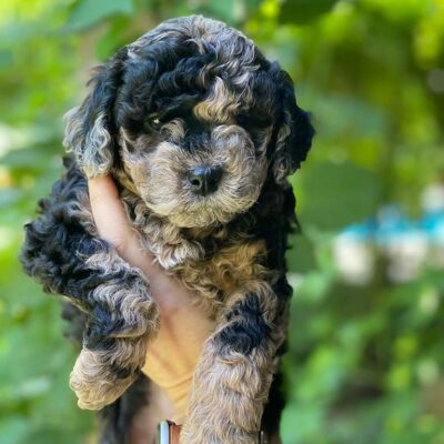 Merle Cavapoo