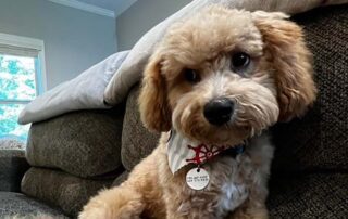 Cavapoo at Jones Farm Puppies