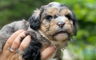 Cavapoo puppy at Jones Farm Puppies