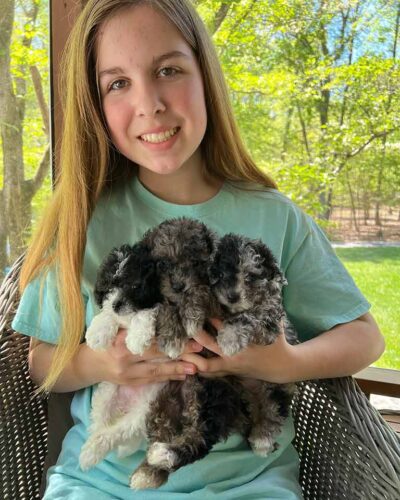 Young girl holding 3 Cavapoo puppies in her arms