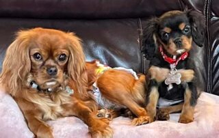 Two dogs from Jones Farm Puppies sitting on a couch