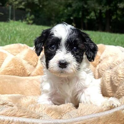 Black and white Cavapoo puppy
