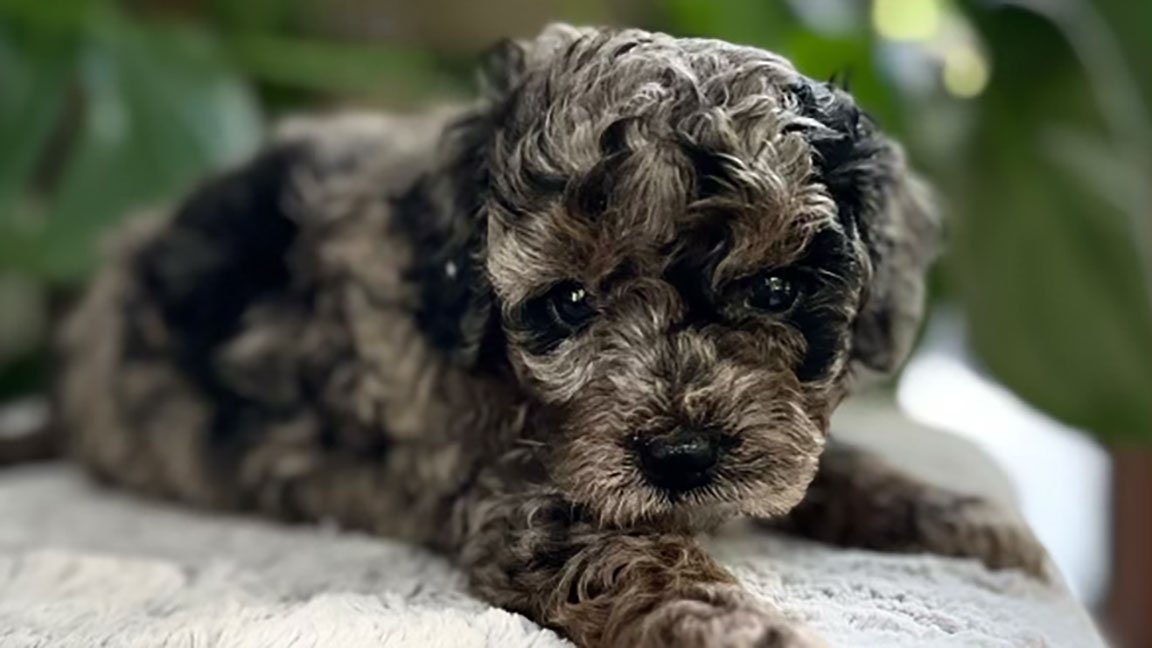 Cavapoo puppy for sale at Jones Farm Puppies