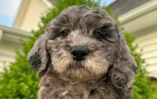 Are Dogs Colorblind? Cavapoo puppy