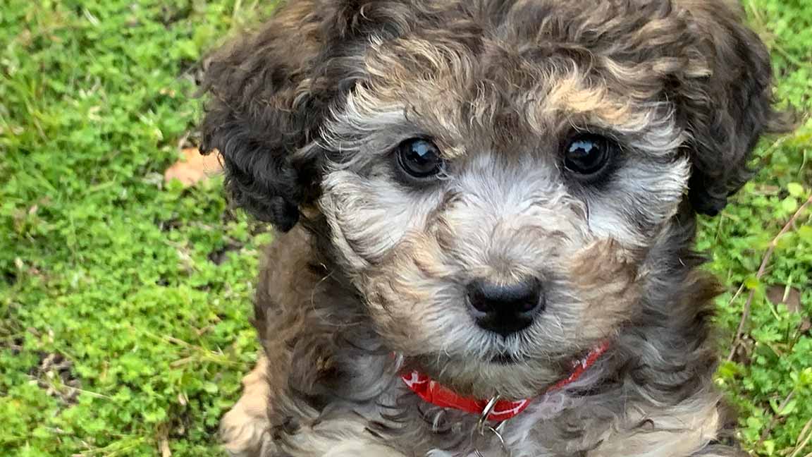 Cavapoo puppy who is friendly with cats