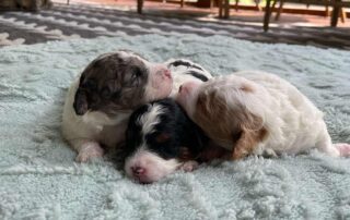 Three Cavapoo puppies available at Jones Farm Puppies
