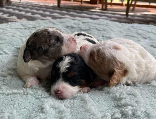 How to Introduce Your Cavapoo to a Cat: A Guide to Furry Friendship